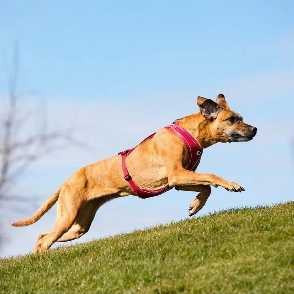 Curli Belka‎ Comfort Dog Harness Adjustable Step-in Choke-Free Reflective Red M